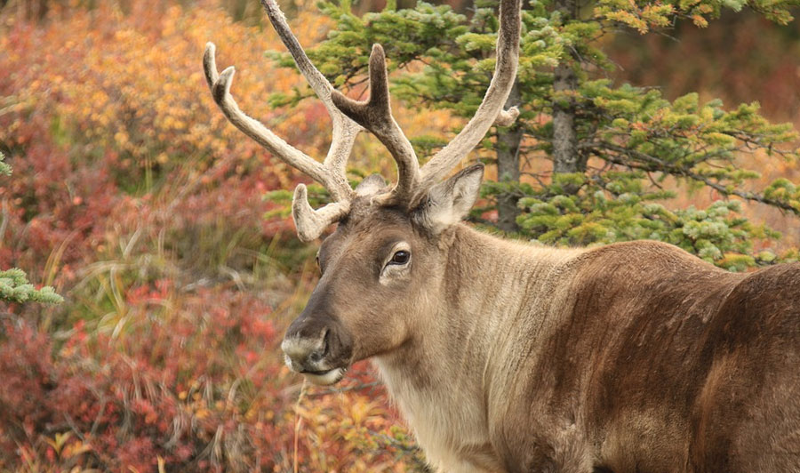 Wildlife in Alaska