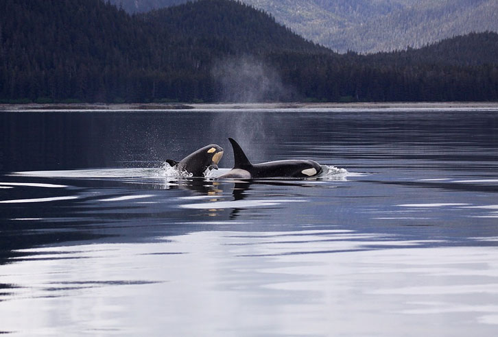 Killer-Wale in Alaska