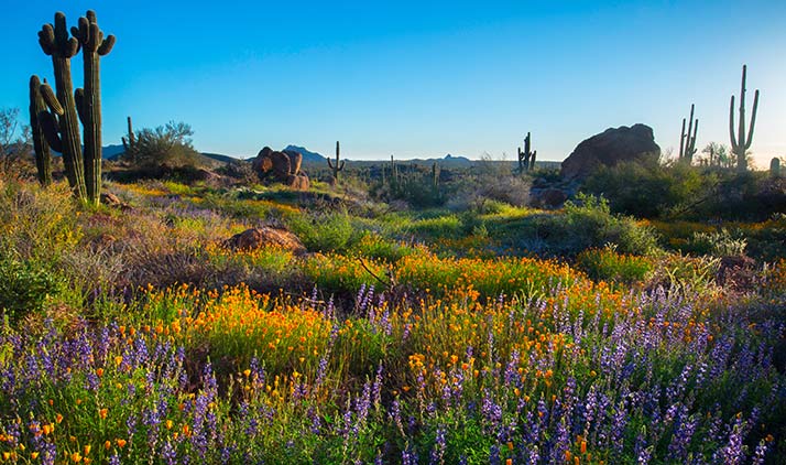 Granite Mountain Loop Trail in Scottsdale