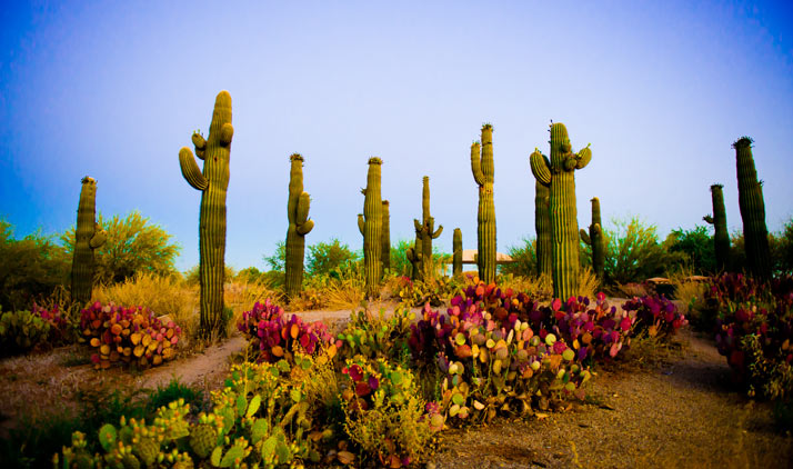 Land der Pferde und Kakteen | Saguaros bei Sonnenaufgang in Mesa