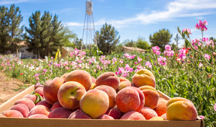 Pfirsichernte auf den Obstplantagen in Mesa