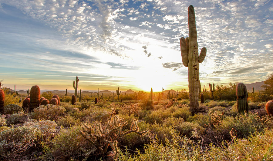 Usery Sonoran Desert Park