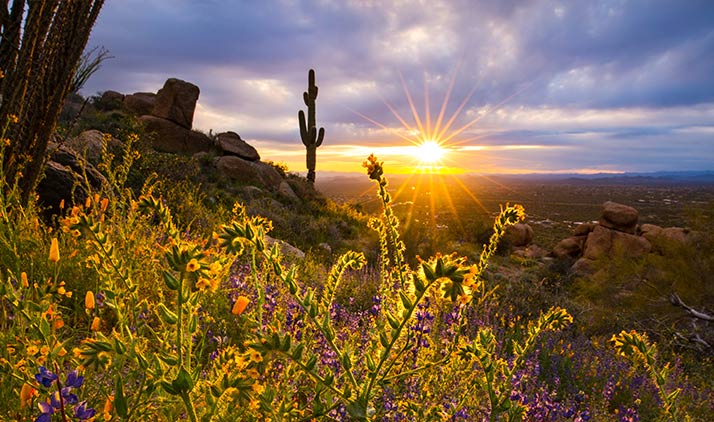 Gipfelpfad im Pinnacle Peak Park, Scottsdale