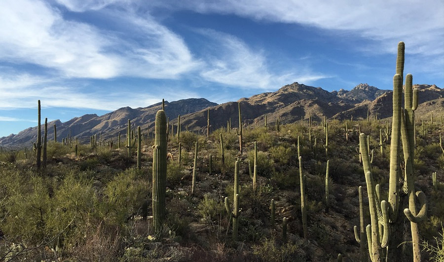 Saguaro Nationalpark, Sonora-Wüste