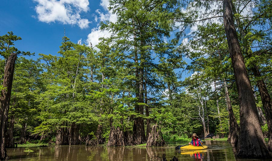 Bayou Bartholomew bei Pine Bluff