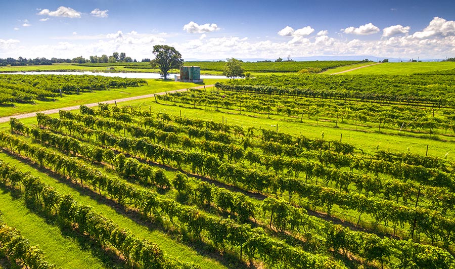 West-Arkansas' Wine Trail