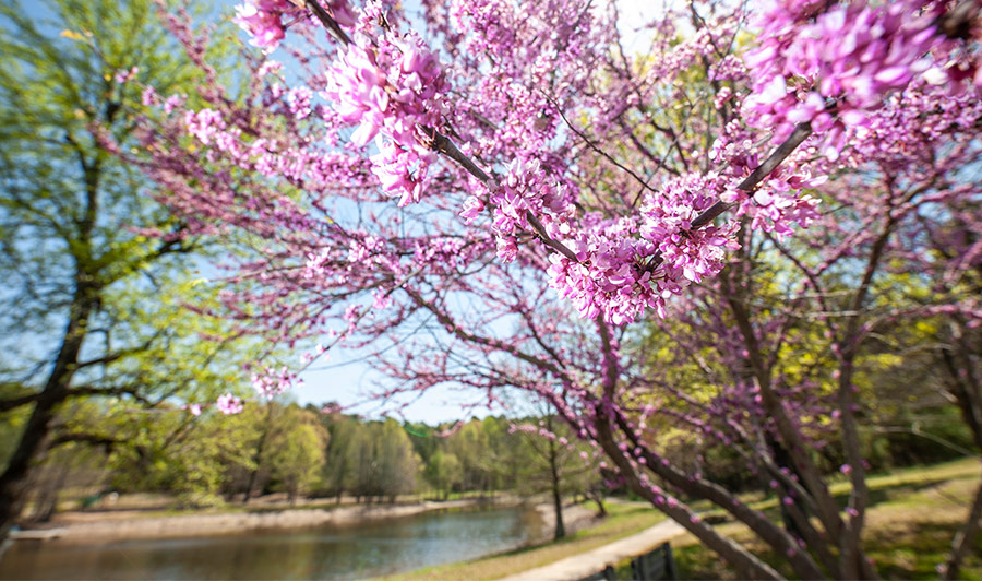 Optional: Arkansas Upper Delta | Crowley's Ridge State Park