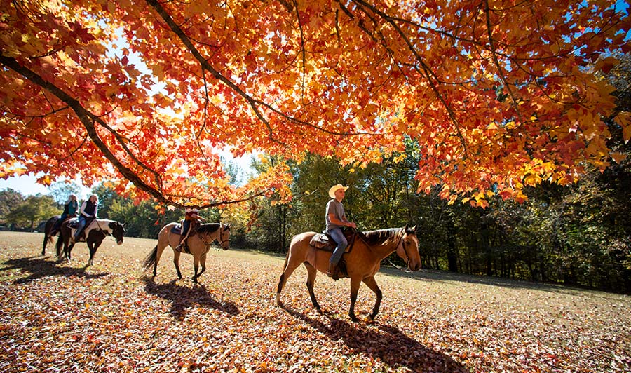 Optional: Crowley's Ridge Parkway | Village Creek State Park