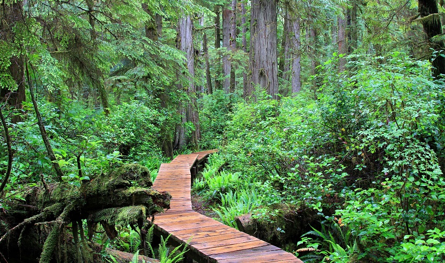 Pacific Rim Nationalpark, Regenwald auf Vancouver Island