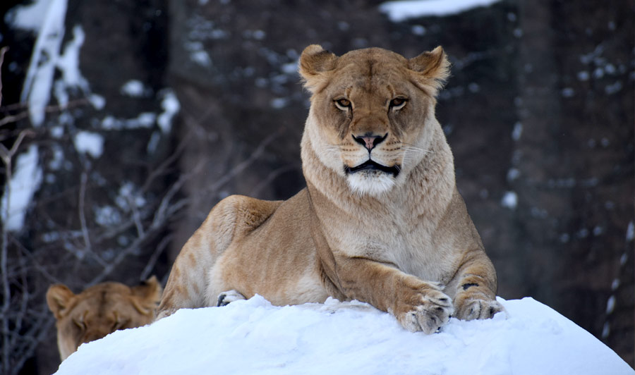 Lincoln Park Zoo im Winter