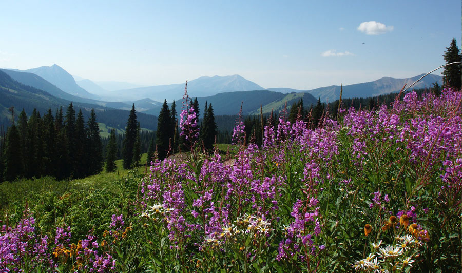 blühende Bergwiesen nahe den Rocky Mountains