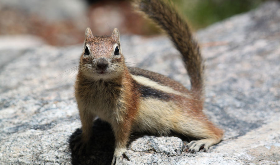 Squirrel in Colorado