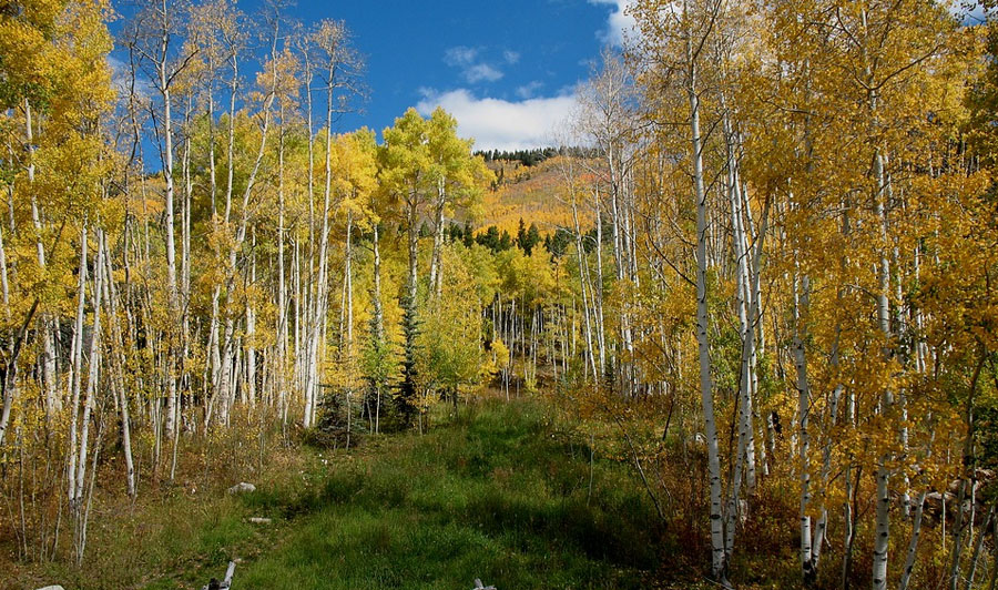 Gunnison/Crested Butte | Grüne Täler in der Nähe von Crested Butte