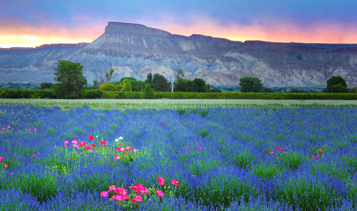 Lavendelfeld bei Grand Junction, CO