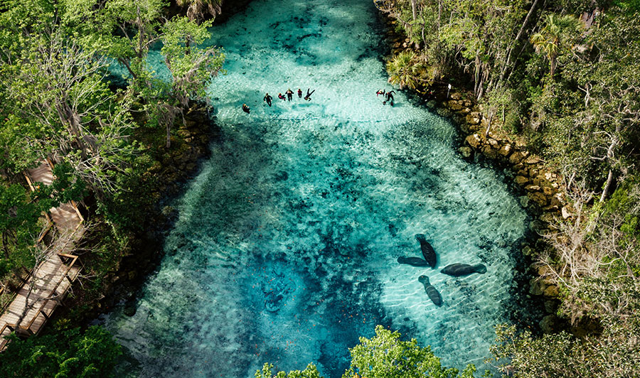 Manatees und Schnorchler in Crystal River