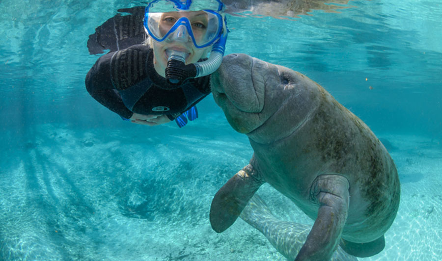 Schwimmen mit Manatees: Nur in Crystal River