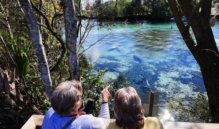 Kristallklares Quellwasser mit Manatees