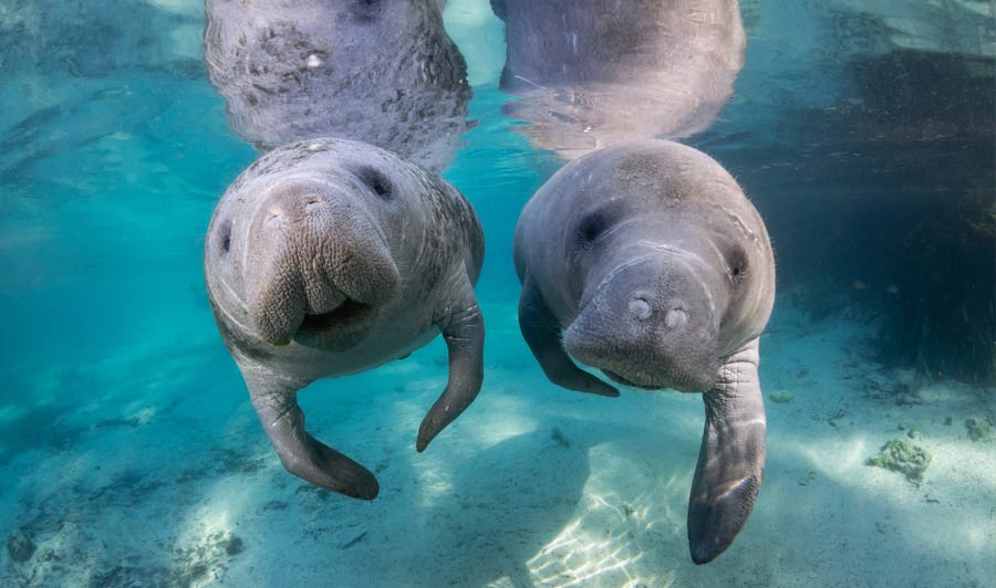 Neuigierige Seekühe (Manatees)