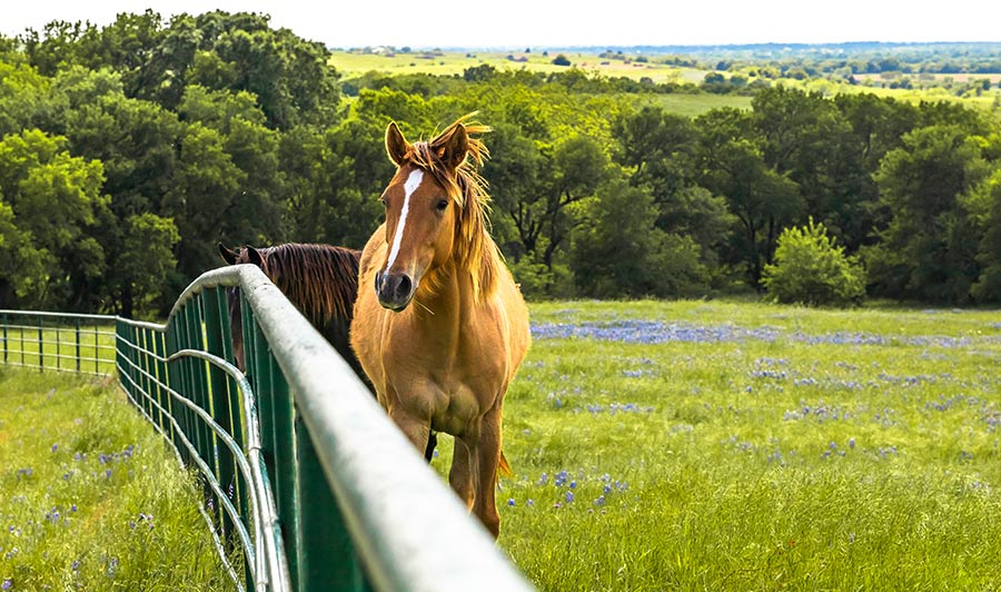 Über Ennis nach Dallas & Fort Worth | Pferdekoppeln und Lupinen in Ennis, südlich von Dallas