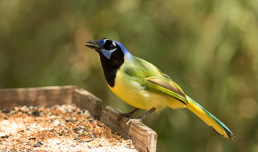 Vogelparadiese am Rio Grande: Laredo | Vogelbeobachtung entlang des Rio Grande und an der Golfküste