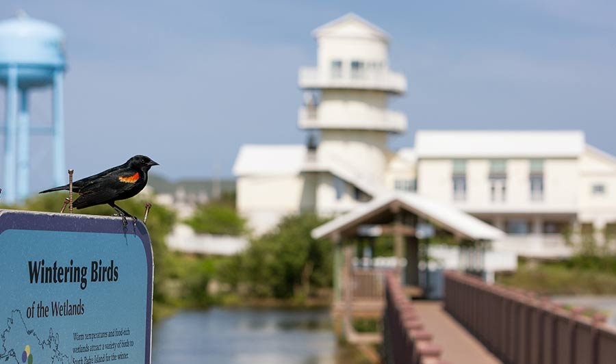 Vogelparadiese am Rio Grande: Vielfalt bis zum Golf von Mexiko | Zugvögel auf South Padre Island