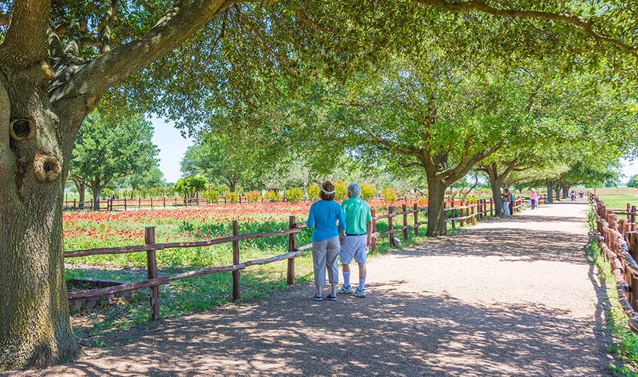 Texas' Hill Country | Wildblumen bei Fredericksburg: Wildseed Farms