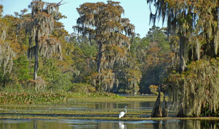 Natur pur in Wakulla