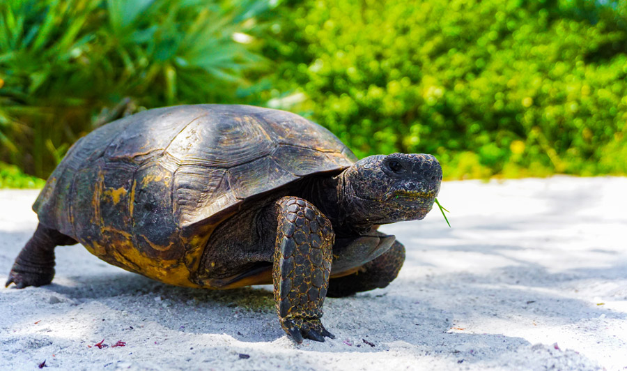 Schildkröte am Strand