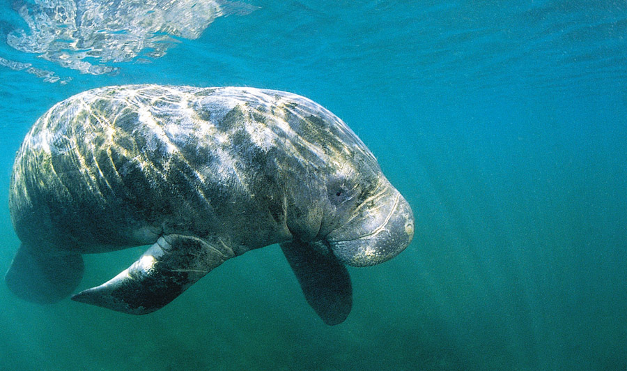 Manatees bei Fort Myers