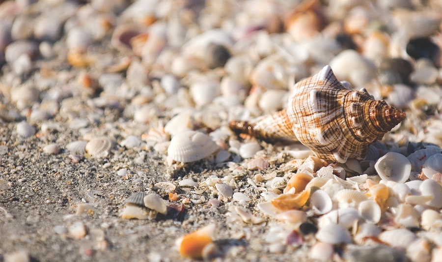 Mal feinsandig, mal übersät mit Muscheln