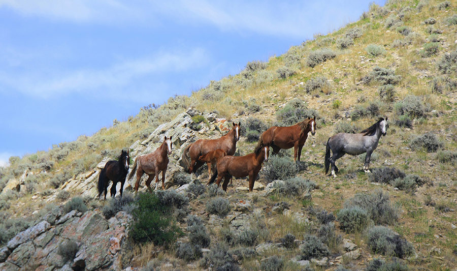 Mustangs