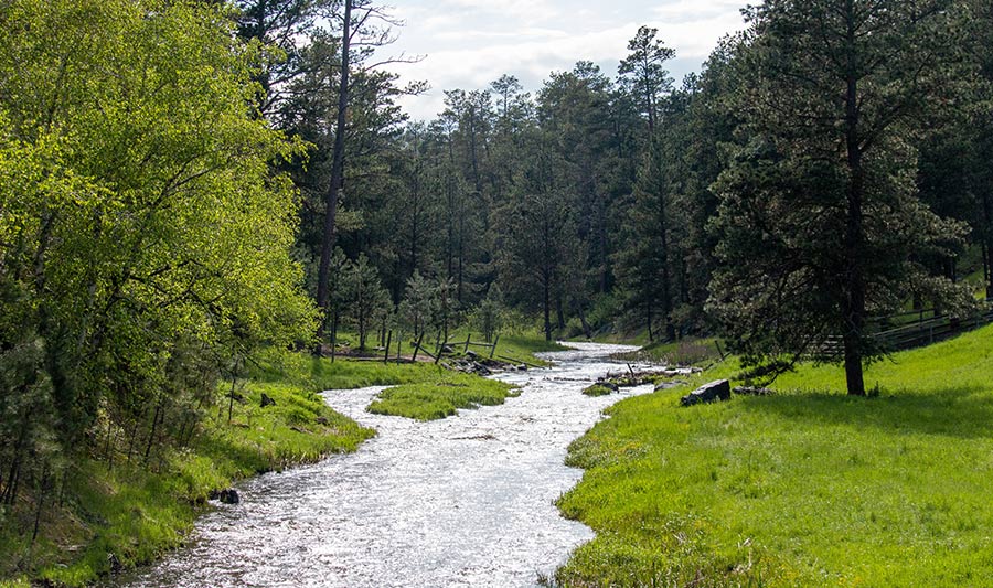 Frühling im Custer State Park, South Dakota