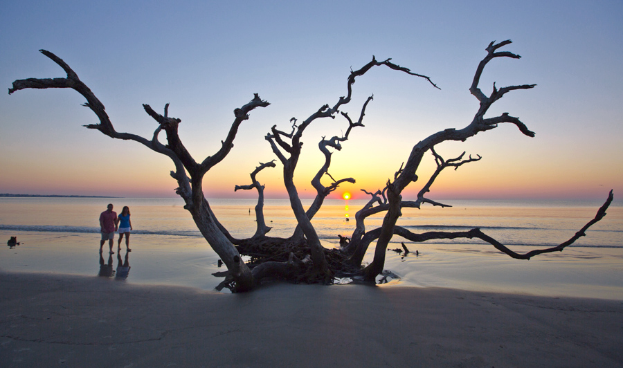 Jekyll Island | Jekyll Island Driftwood Beach