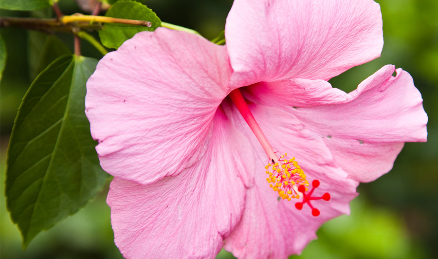 Pinke Hibiscus-Blüte