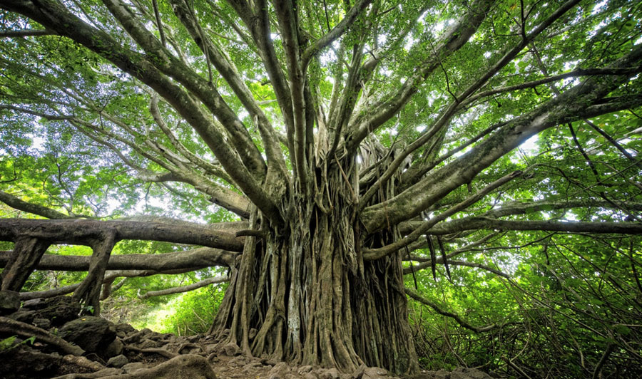 Großer Banyan Baum auf Maui