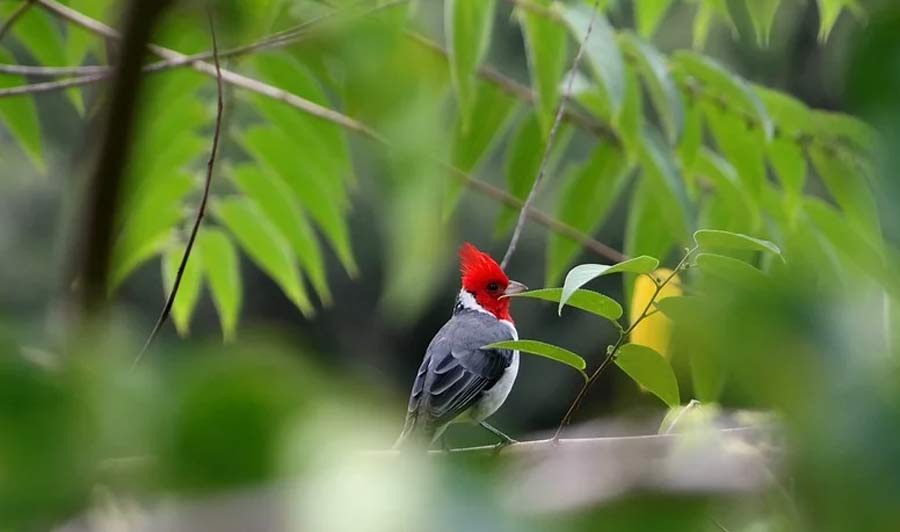 Hawaiis tropische Tier- und Pflanzenwelt