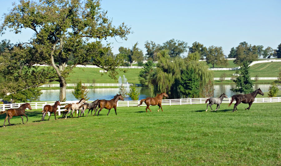 Lexington  | Typische Koppeln im Pferdeland Kentucky