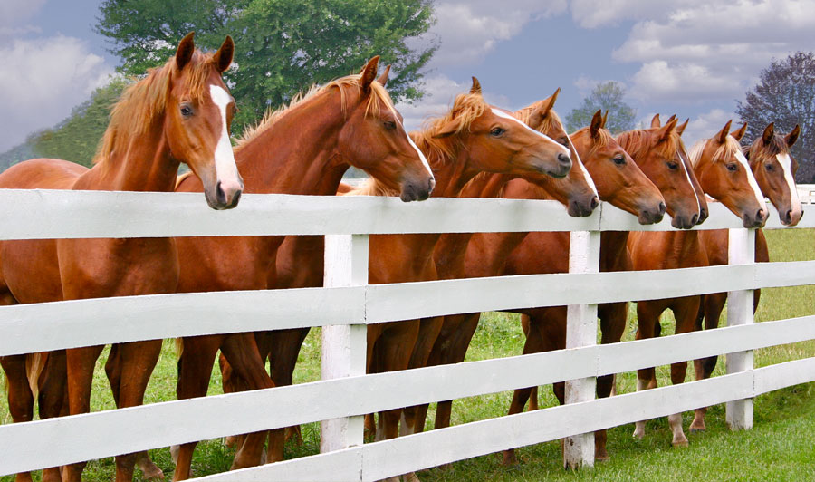 American Saddlebred im Pferdeland Kentucky