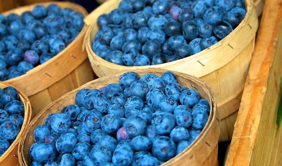 Blaubeeren aus South Haven, Michigan