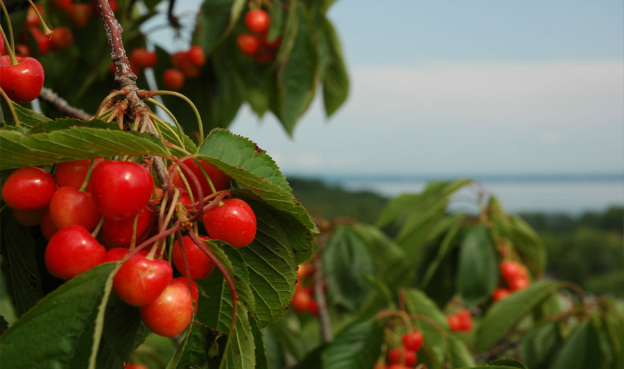 Cherry Capital of the World: Traverse City