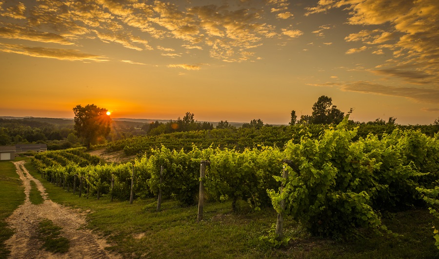 Traverse City  | Weinhänge bei Traverse City