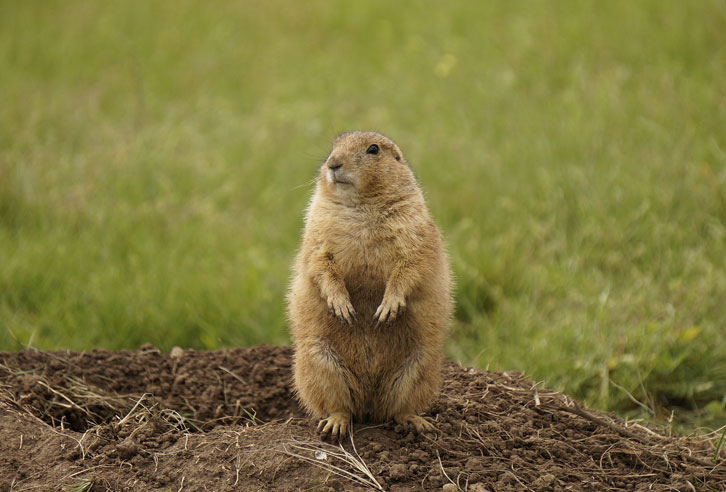 Präriehund in North Dakota