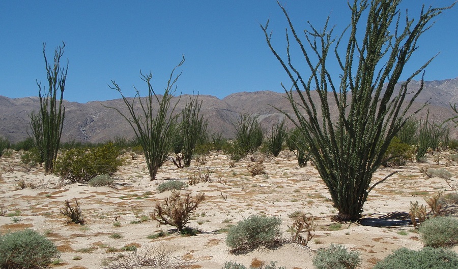 Anza-Borrego Desert State Park