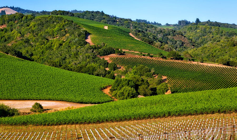 Napa Valley