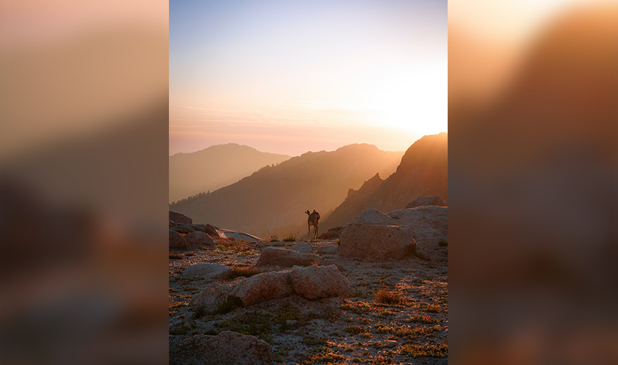 Viele Wildtiere haben im Sequoia Nationalpark ihr Zuhause.