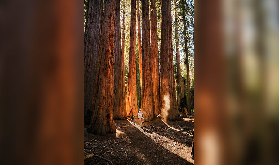 Wie klein man sich neben den Mammutbäumen im Sequoia Nationalpark fühlt!
