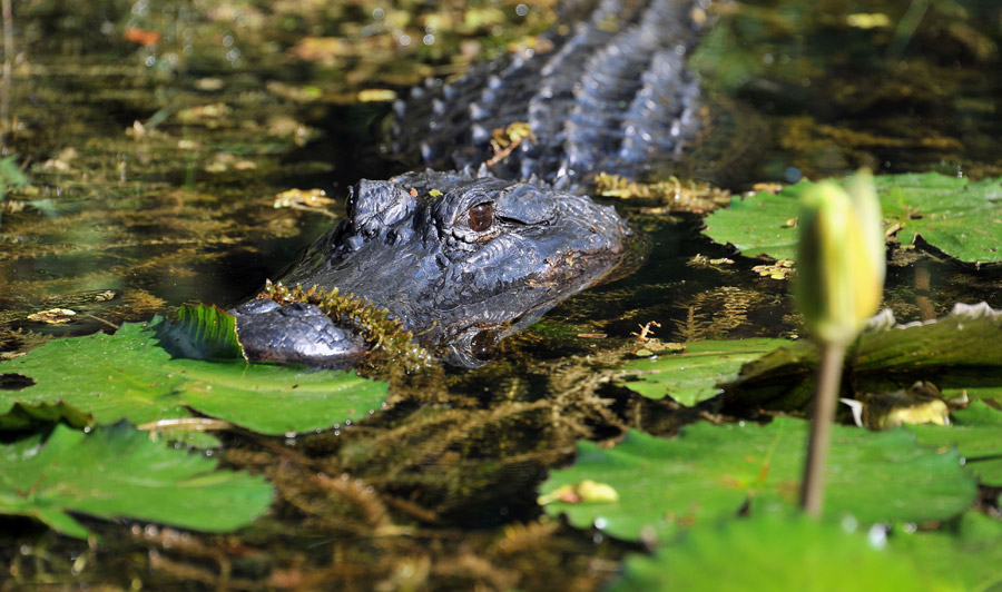 Aligator, Everglades