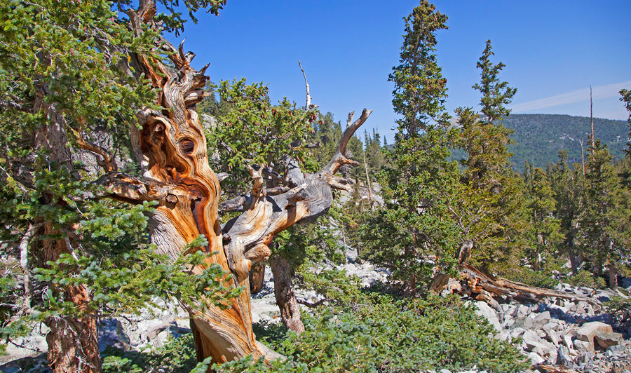 Great Basin Nationalpark (Ausflug oder Zwischenstopp) | Bristlecone Pines im Great Basin National Park - eines der ältesten Lebewesen der Erde