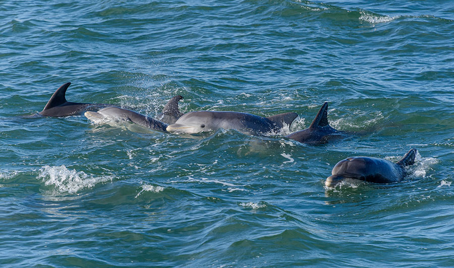 Delfine bei Cape May