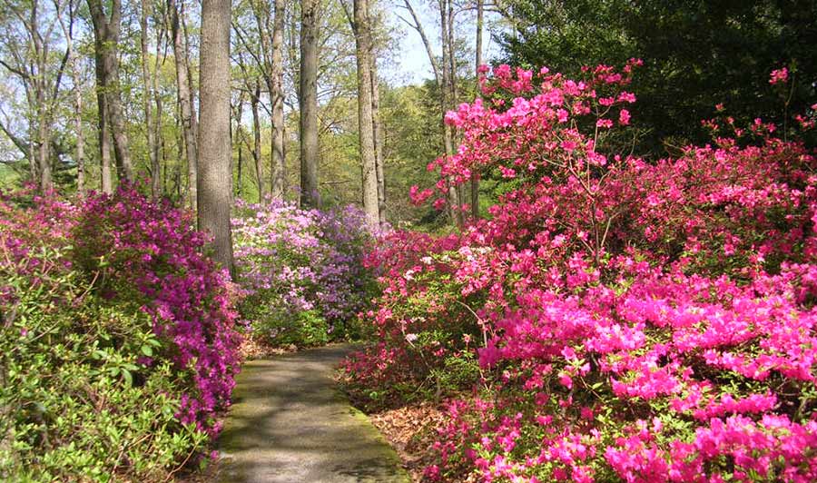 Besonders schön zur Azaleenblüte: Jenkins Arboretum im Brandywine Valley